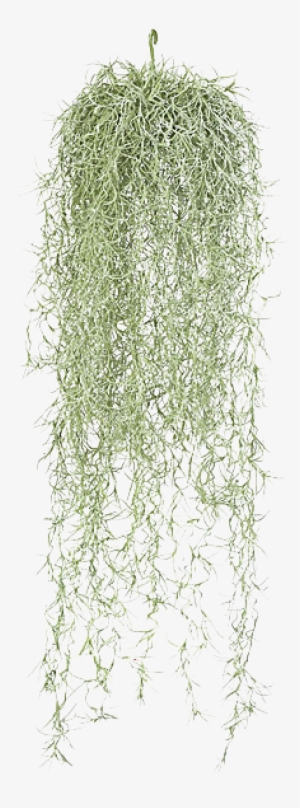 Hanging Moss Png - Hanging Spanish Moss