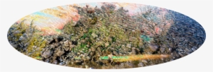 Hdl9 - - Moss