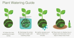 Which Are Sometimes Called "japanese String Gardens" - Watering A Kokedama