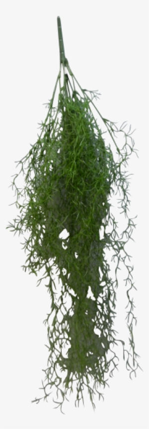 Spanish Moss Png Graphic Download - Spanish Moss