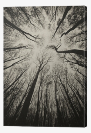 Upward View In A Dark Spooky Forest Sepia Canvas Print