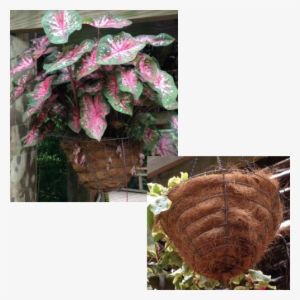 Hanging Baskets Lined With Peat Moss - Peat Moss