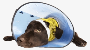Dog Head Cone Em1024png - Dog