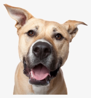 Dog Head Trans400web - Dog Face Photography