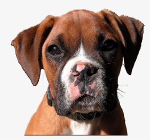 Doggiecamp Dog Boarding, Santa Cruz Dog Boarding, San - Dog