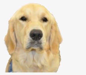 Golden Head No Background - Dogs Head No Background