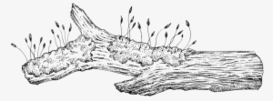 Moss On Decomposing Log - Moss Drawing