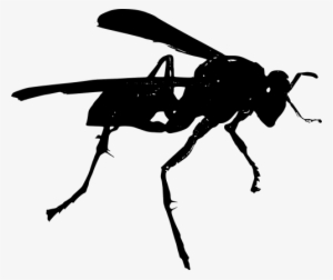 Vector Insects Hornet - Wasp Clip Art