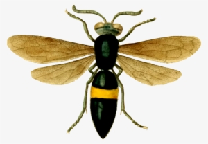 Hornet Bee Insect Butterfly Wasp - Wasps Logo Transparent