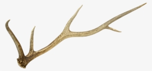 Deer Antler Png