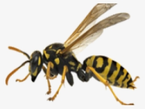 Wasps, Hornets, And Yellow Jackets - Wasp With Two Bodies