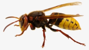 Hornet - Sršeň Png