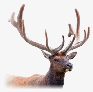 Deer Antler Png Picture Royalty Free Library - Deer Antler Velvet Png