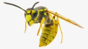 Wasp All Round Legend 2017 06 16t15 - Wasp Png Transparent