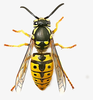 Many Wasps Live Solitary Lives And Go Unnoticed By - Top View Of Wasp