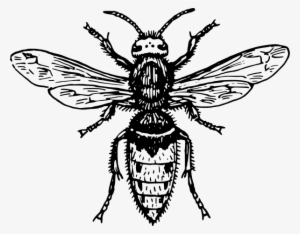 Hornet Clipart Png