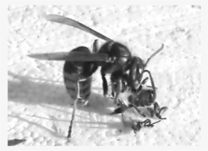 A Vespa Crabro Hornet Is Processing A Freshly Caught - Hornet