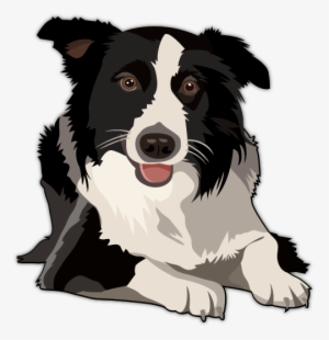 Australian Shepherd Vector - Border Collie Vector