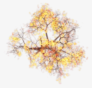 432k Burningtreekpl 01 06 Feb 2009 - Mountain Arnica