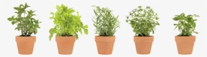 Pots Of Herbs - Herb Png