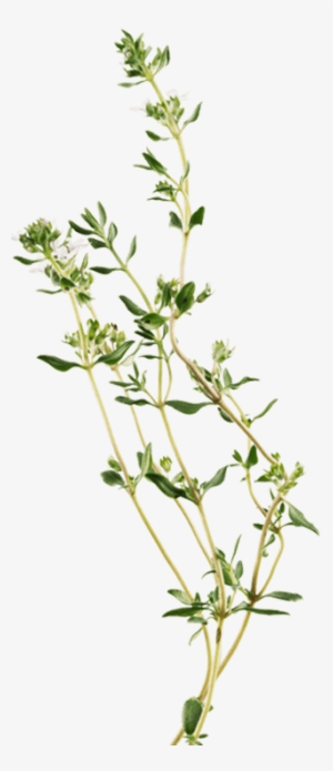 Summer Savory