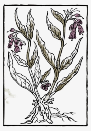 Book Herb13 - Book