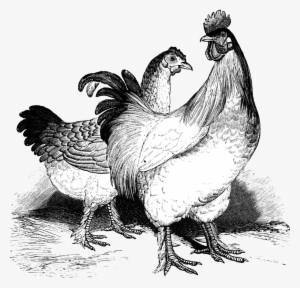 Chicken Clipart Cochin