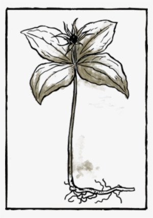 Book Herb11 - Sketch