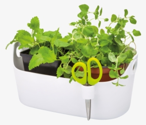 Home > Collection > Brussels Herbs Station - Elho Brussels Herbs Station White