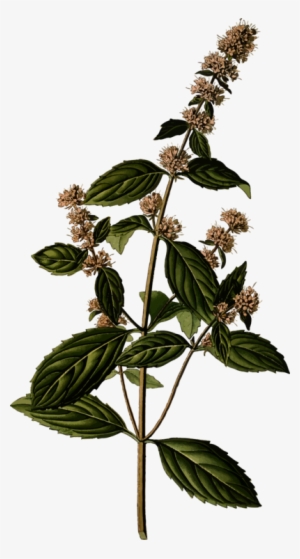 Peppermint Herb Medicinal Plants Mints - Mentha Spicata Illustration