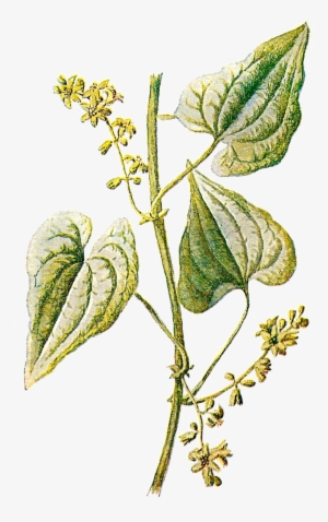 Herbs Illustrations - Vintage Plant Illustration Png