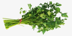 Verarbeitungssystem Petersilie - Coriander Png