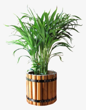 Palm, In, Pot, Cut, Out - Good Morning My Relatives