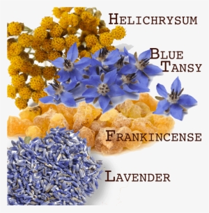 Bruise Blend Essential Oils