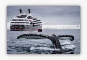 Videoflow Maritime Cruise - Cruise Ship Antarctica