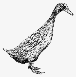 Select Options - Peafowl