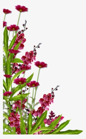 Bordures,tubes Coins,corners Borders And Frames, Borders - Gilliflower