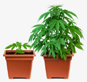 Step By Step To Cloning - Weed Nz