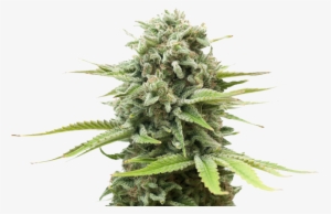 Free Home Delivery Services For All Patient Members - Sativa Nugs Vs Indica Nugs