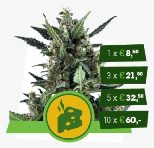 Blue Cheese Automatic