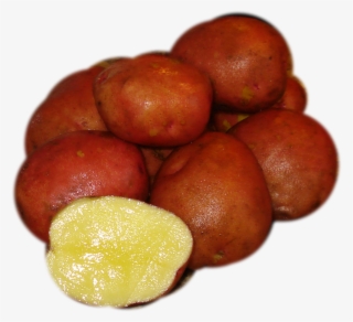 Jocote