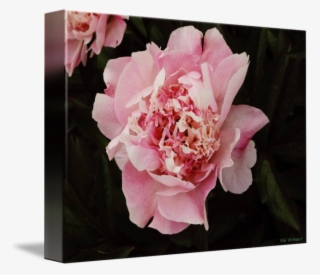 On Black By Kai Virihaur - Common Peony