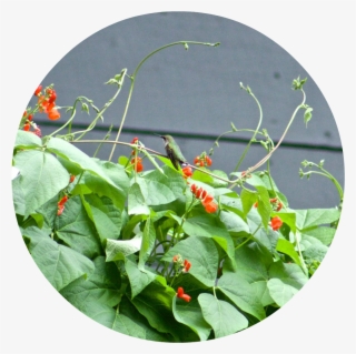 Hummingbird Resting On The Scarlet Emperor Vines - Sweet Pea