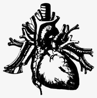 Download Png - Black And White Human Heart Png