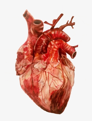 Image Of Anatomical Heart Study - Visual Arts