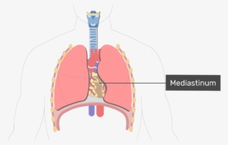 Anterior View Of The Mediastinum - Heart Location