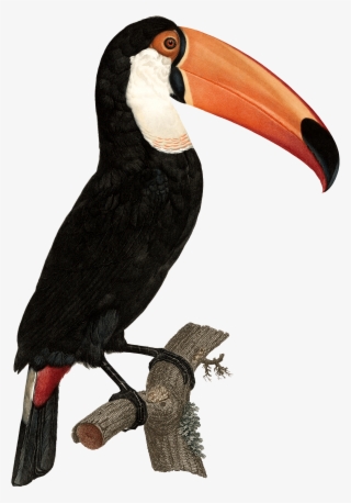 Tropical Toucan Png - Vintage Toucan Prints