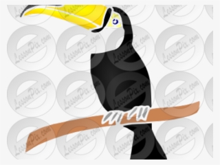 Toucan Clipart Toucan Bird - Toucan