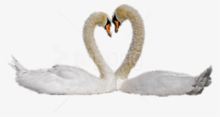 Free Png Download Swan Couple Png Images Background - Imagenes De Cisne Png