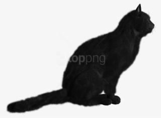 Download Cat Png Images Background - Black Cat